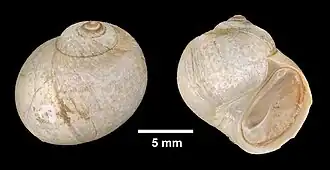 Cryptonatica affinis