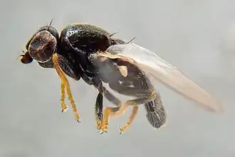 Cryptonevra consimilis