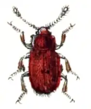 Cryptophagus lycoperdi