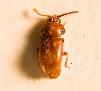 Cryptophagus lemonchei