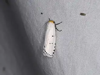 Cryptophasa delocentra