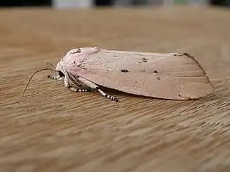 Cryptophasa hyalinopa