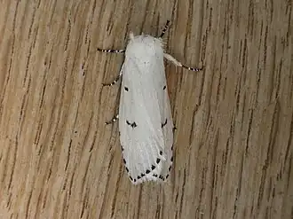 Cryptophasa pultenae