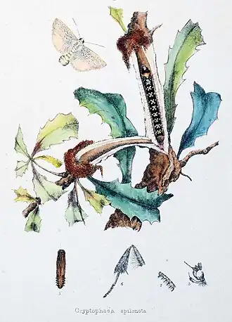 Cryptophasa spilonota