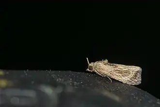 Cryptophlebia repletana