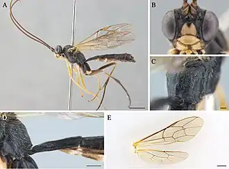 Cryptopimpla brevigena