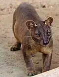 Fretkat of fossa