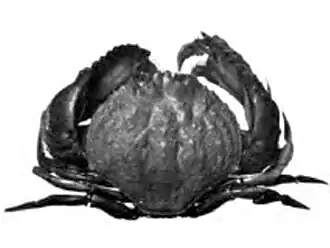 Cryptosoma balguerii