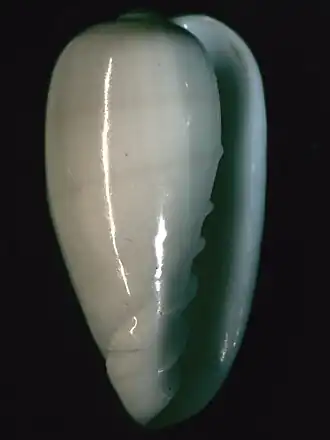 Cryptospira fischeri