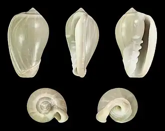 Cryptospira ventricosa