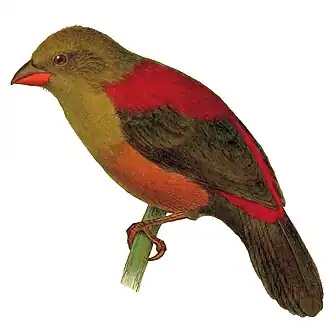 Shelleys bergastrild