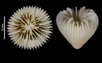 Cryptotrochus brevipalus