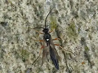 Ctenichneumon edictorius