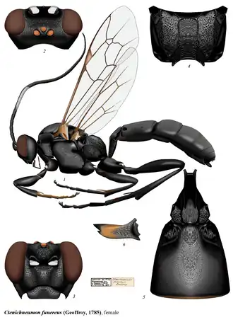 Ctenichneumon funereus