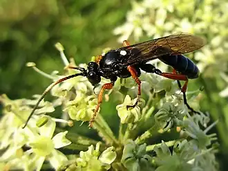 Ctenichneumon inspector