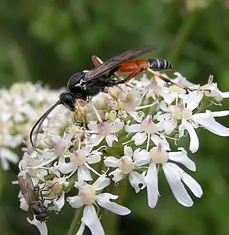 Ctenichneumon