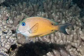 Ctenochaetus binotatus