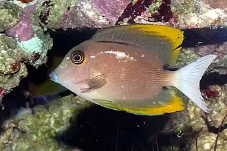 Ctenochaetus tominiensis