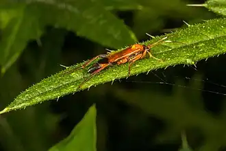 Ctenochares bicolorus