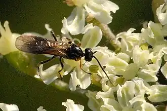 Ctenochira marginata