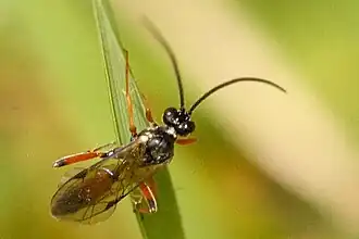 Ctenochira sphaerocephala