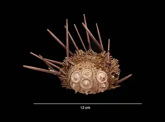 Ctenocidaris geliberti