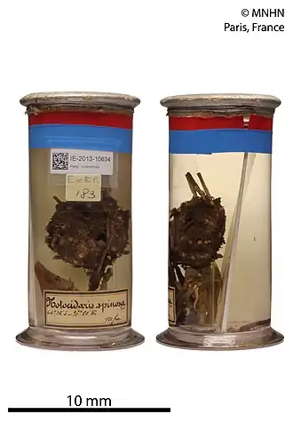 Ctenocidaris spinosa