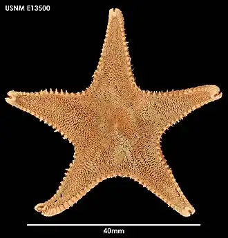 Ctenodiscus procurator