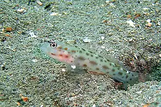 Ctenogobiops crocineus