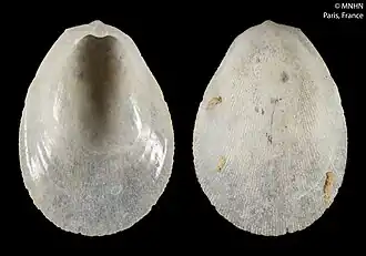 Ctenoides catherinae