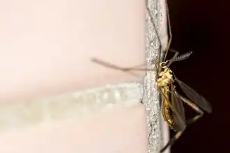 Dictenidia formosana