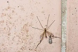 Dictenidia formosana