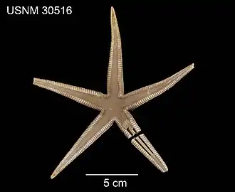 Ctenophoraster diploctenius