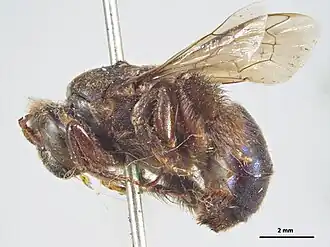 Ctenoplectra australica