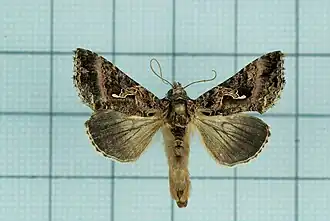 Ctenoplusia adiaphora