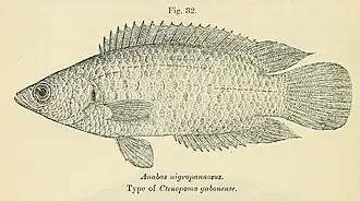 Ctenopoma nigropannosum