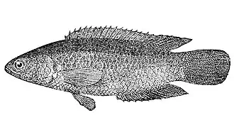 Ctenopoma pellegrini