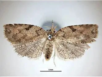 Ctenopseustis obliquana