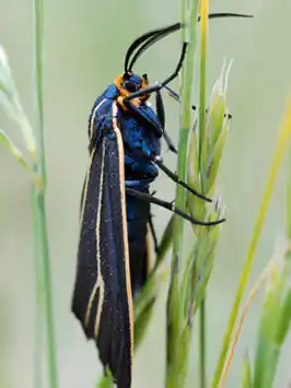 Ctenucha cressonana