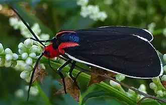 Ctenucha multifaria