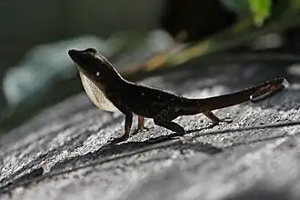 Anolis homolechis