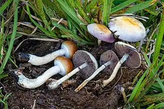 Psilocybe cubensis