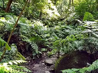 Cubo de La Galga, bodem van de kloof
