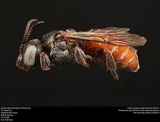 Holcopasites illinoiensis