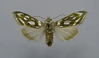Cucullia argentea