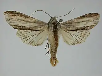Cucullia convexipennis