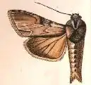 Cucullia lilacina