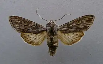Cucullia lucifuga