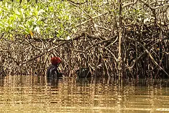Vrouw verzamelt oesters in een mangovebos in de delta van Sine-Saloum in Senegal
