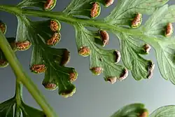 Sori aan de onderkant van het blad